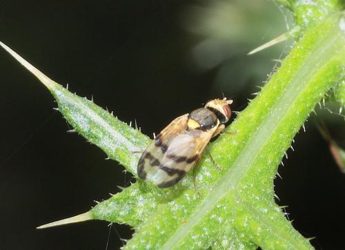 Réf. 287 170 : Urophora stylata